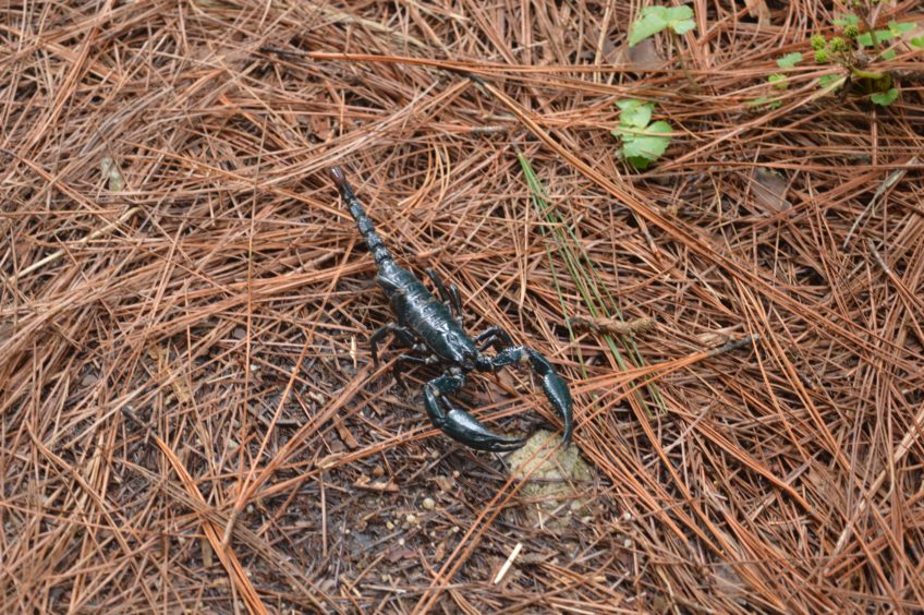 Treky v Cameron Highlands