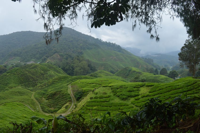 Cameron Highlands – jet či nejet?