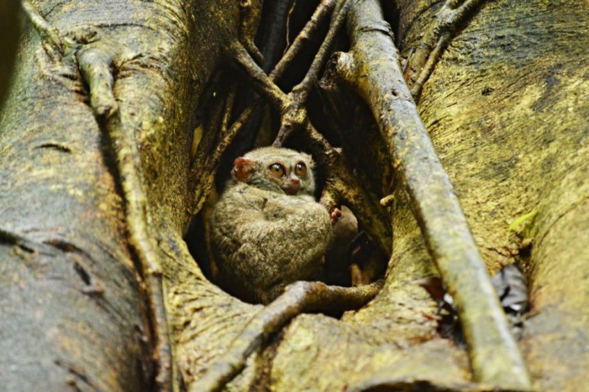 Objevování rozmanité zvířeny v Tangkoko NP